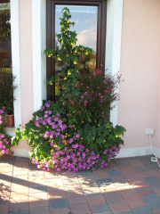 Najlepši balkon